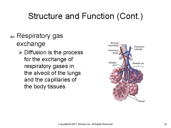 Structure and Function (Cont. ) Respiratory gas exchange Ø Diffusion is the process for