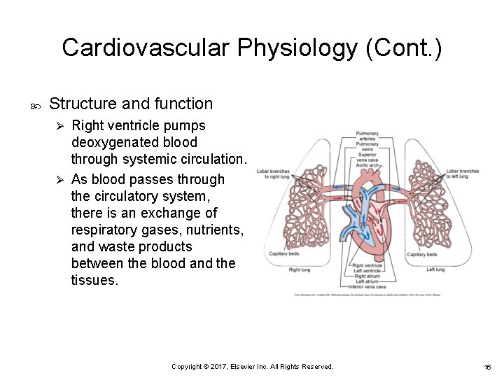 Cardiovascular Physiology (Cont. ) Structure and function Right ventricle pumps deoxygenated blood through systemic