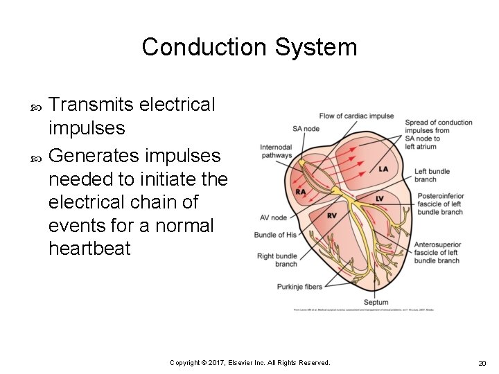 Conduction System Transmits electrical impulses Generates impulses needed to initiate the electrical chain of