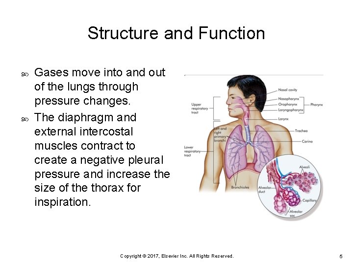 Structure and Function Gases move into and out of the lungs through pressure changes.