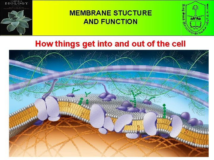 CHAPTER 5 MEMBRANE STUCTURE THE STRUCTURE AND FUNCTION OF MACROMOLECULES How things get into