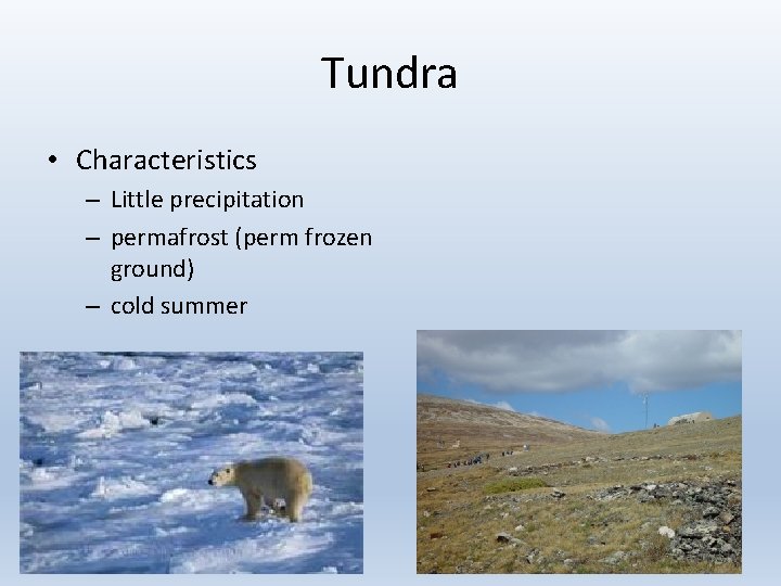 Tundra • Characteristics – Little precipitation – permafrost (perm frozen ground) – cold summer