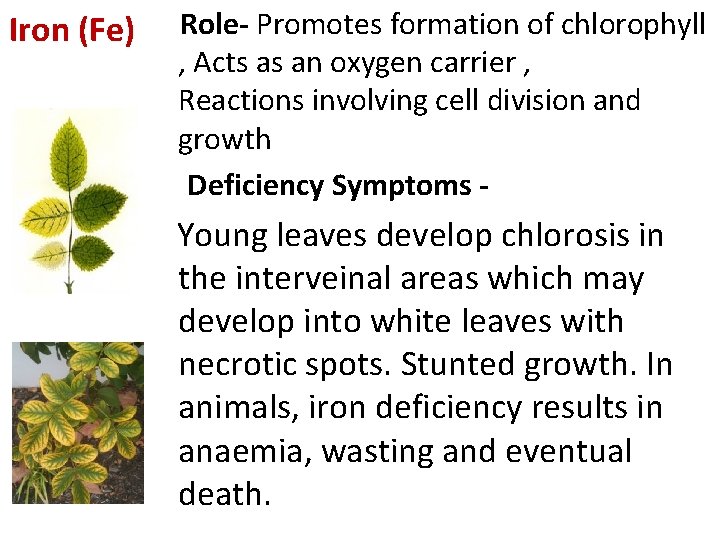 Iron (Fe) Role- Promotes formation of chlorophyll , Acts as an oxygen carrier ,