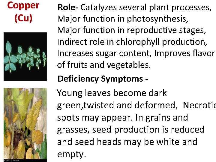 Copper (Cu) Role- Catalyzes several plant processes, Major function in photosynthesis, Major function in