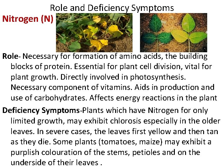 Role and Deficiency Symptoms Nitrogen (N) Role- Necessary formation of amino acids, the building