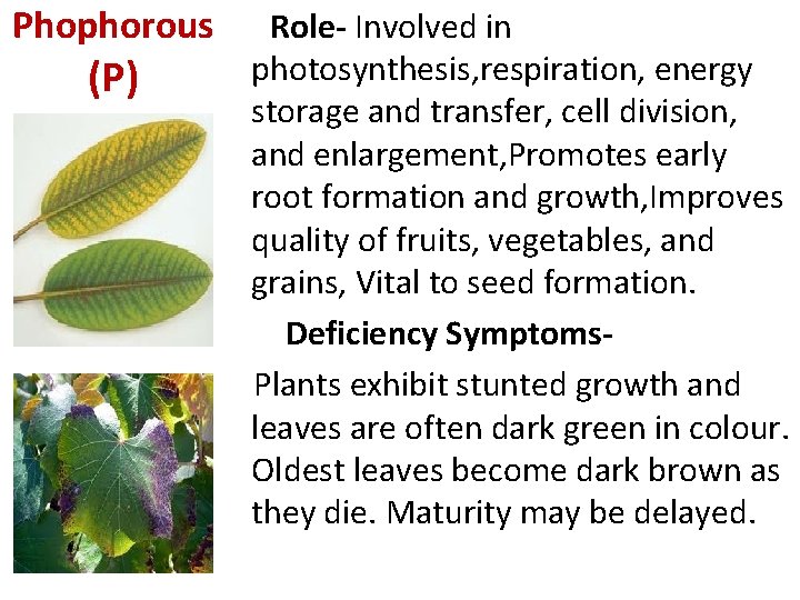 Phophorous (P) Role- Involved in photosynthesis, respiration, energy storage and transfer, cell division, and