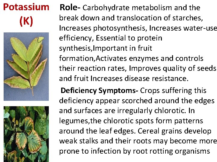 Potassium Role- Carbohydrate metabolism and the (K) break down and translocation of starches, Increases