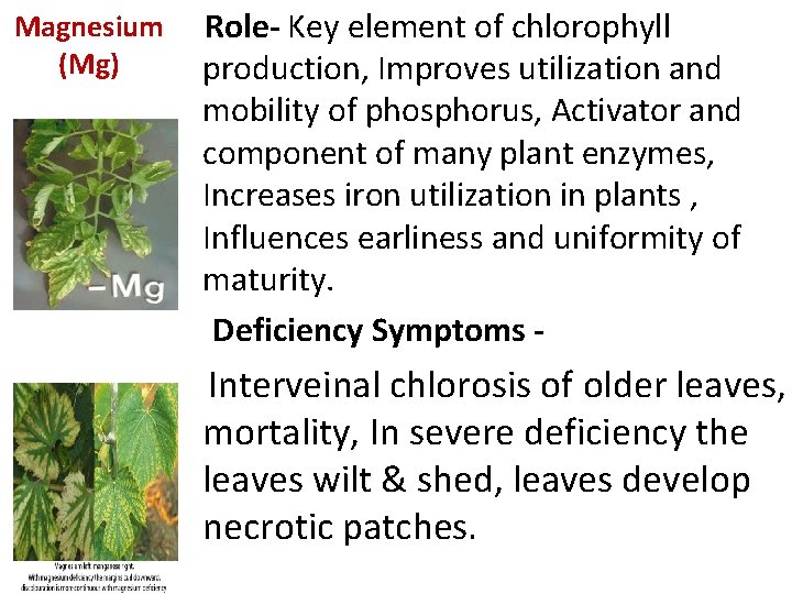 Magnesium (Mg) Role- Key element of chlorophyll production, Improves utilization and mobility of phosphorus,