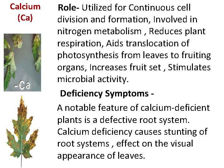 Calcium (Ca) Role- Utilized for Continuous cell division and formation, Involved in nitrogen metabolism