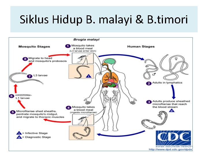 Siklus Hidup B. malayi & B. timori Siklus Hidup B. malayi & B. timori