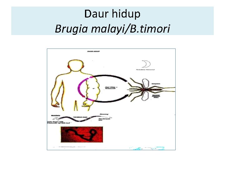 Daur hidup Brugia malayi/B. timori Daur hidup Brugia malayi/B. timori