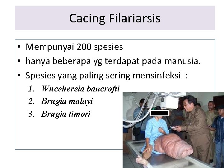 Cacing Filariarsis • Mempunyai 200 spesies • hanya beberapa yg terdapat pada manusia. • Cacing Filariarsis • Mempunyai 200 spesies • hanya beberapa yg terdapat pada manusia. •