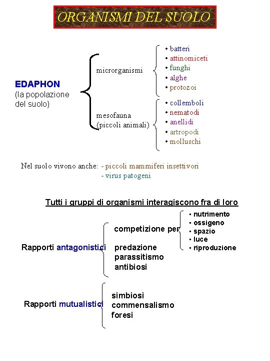ORGANISMI DEL SUOLO microrganismi • batteri • attinomiceti • funghi • alghe • protozoi