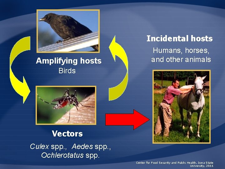 Incidental hosts Amplifying hosts Humans, horses, and other animals Birds Vectors Culex spp. ,