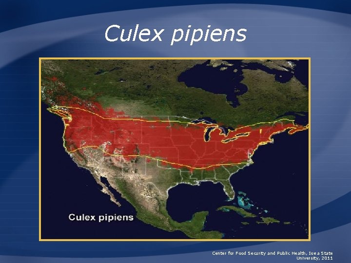 Culex pipiens Center for Food Security and Public Health, Iowa State University, 2011 