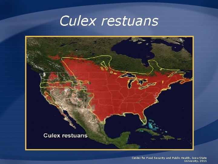 Culex restuans Center for Food Security and Public Health, Iowa State University, 2011 