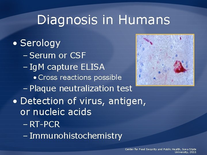 Diagnosis in Humans • Serology – Serum or CSF – Ig. M capture ELISA