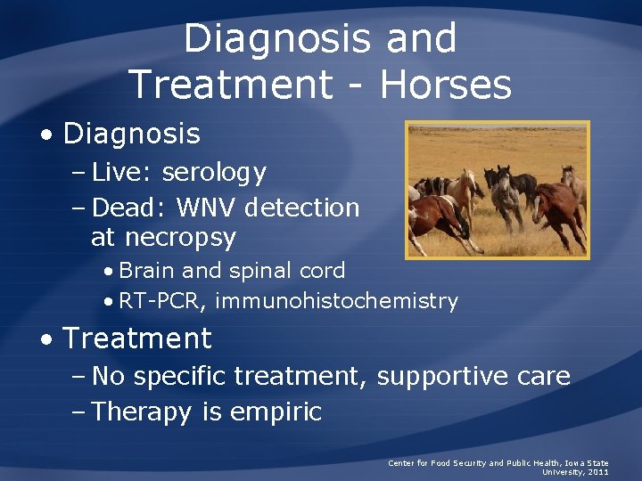 Diagnosis and Treatment - Horses • Diagnosis – Live: serology – Dead: WNV detection