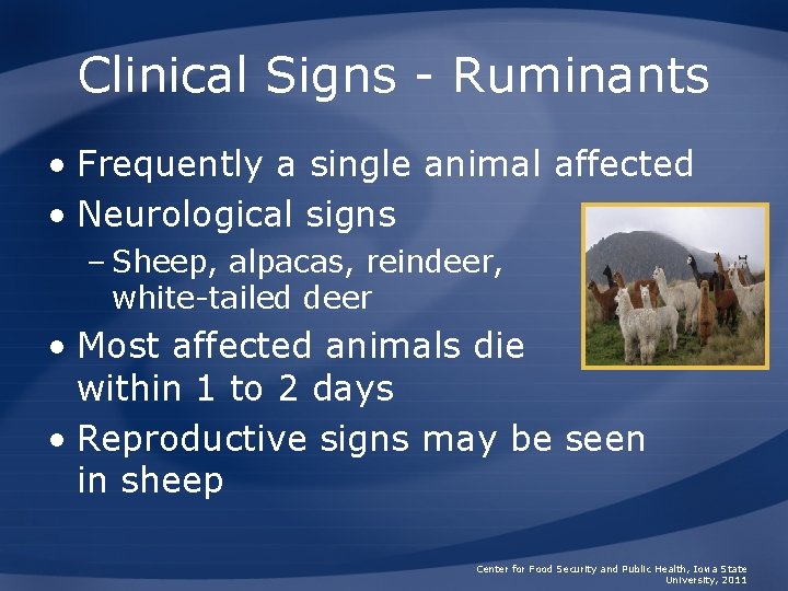 Clinical Signs - Ruminants • Frequently a single animal affected • Neurological signs –