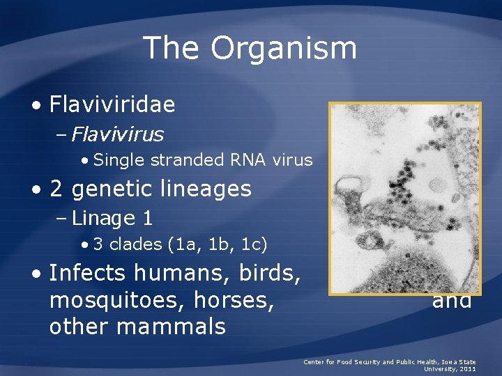 The Organism • Flaviviridae – Flavivirus • Single stranded RNA virus • 2 genetic