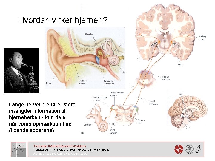 Hvordan virker hjernen? Lange nervefibre fører store mængder information til hjernebarken - kun dele