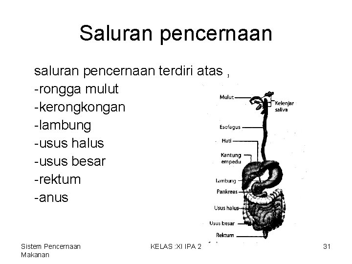 Saluran pencernaan saluran pencernaan terdiri atas , -rongga mulut -kerongkongan -lambung -usus halus -usus Saluran pencernaan saluran pencernaan terdiri atas , -rongga mulut -kerongkongan -lambung -usus halus -usus