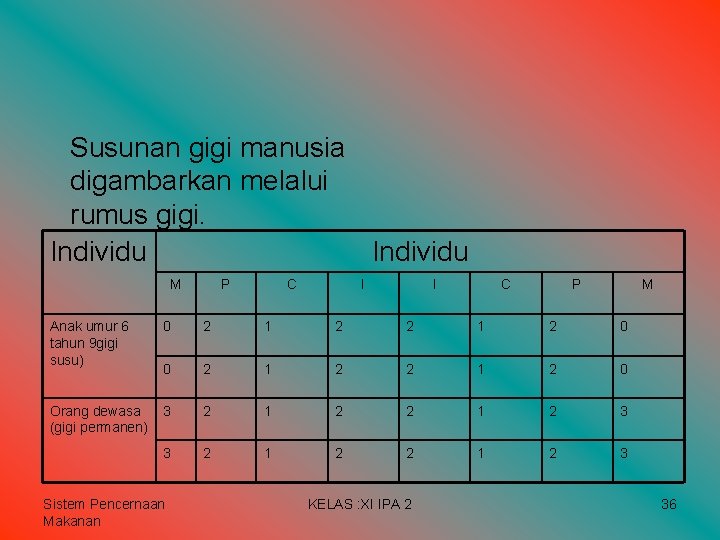 Susunan gigi manusia digambarkan melalui rumus gigi. Individu M P C I I C Susunan gigi manusia digambarkan melalui rumus gigi. Individu M P C I I C