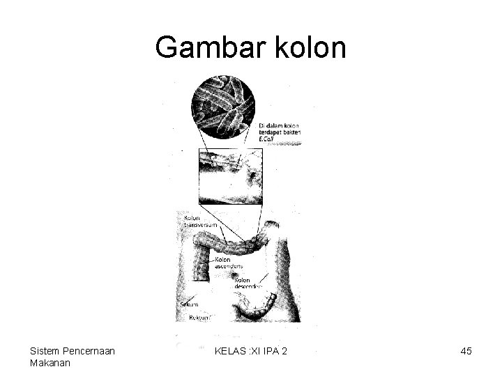 Gambar kolon Sistem Pencernaan Makanan KELAS : XI IPA 2 45 Gambar kolon Sistem Pencernaan Makanan KELAS : XI IPA 2 45