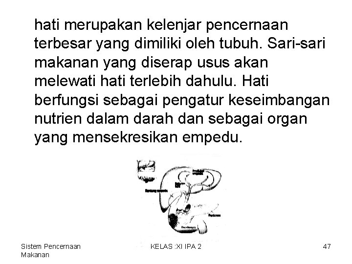 hati merupakan kelenjar pencernaan terbesar yang dimiliki oleh tubuh. Sari-sari makanan yang diserap usus hati merupakan kelenjar pencernaan terbesar yang dimiliki oleh tubuh. Sari-sari makanan yang diserap usus