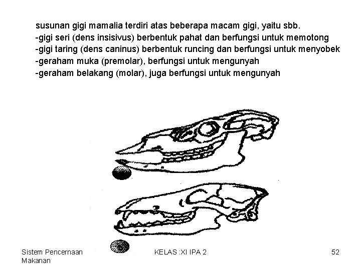 susunan gigi mamalia terdiri atas beberapa macam gigi, yaitu sbb. -gigi seri (dens insisivus) susunan gigi mamalia terdiri atas beberapa macam gigi, yaitu sbb. -gigi seri (dens insisivus)