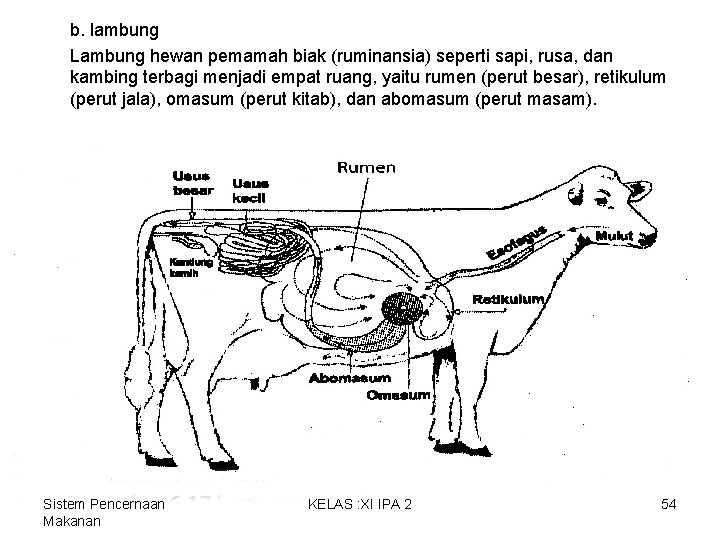 b. lambung Lambung hewan pemamah biak (ruminansia) seperti sapi, rusa, dan kambing terbagi menjadi b. lambung Lambung hewan pemamah biak (ruminansia) seperti sapi, rusa, dan kambing terbagi menjadi