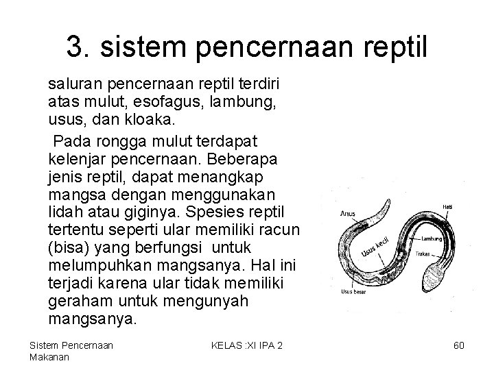 3. sistem pencernaan reptil saluran pencernaan reptil terdiri atas mulut, esofagus, lambung, usus, dan 3. sistem pencernaan reptil saluran pencernaan reptil terdiri atas mulut, esofagus, lambung, usus, dan