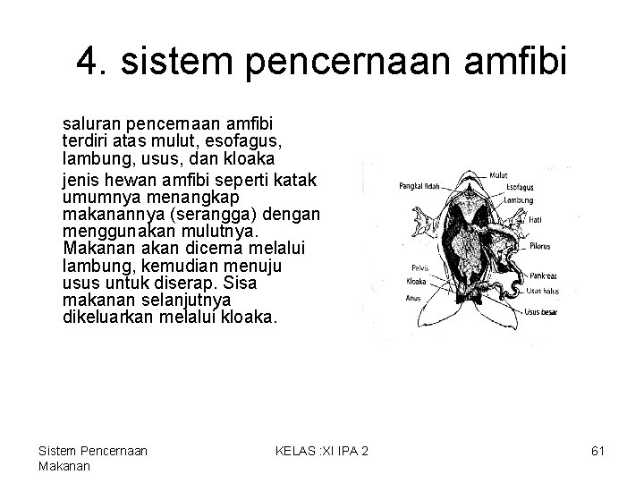 4. sistem pencernaan amfibi saluran pencernaan amfibi terdiri atas mulut, esofagus, lambung, usus, dan 4. sistem pencernaan amfibi saluran pencernaan amfibi terdiri atas mulut, esofagus, lambung, usus, dan