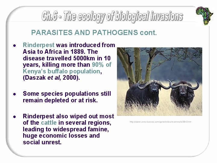 PARASITES AND PATHOGENS cont. l Rinderpest was introduced from Asia to Africa in 1889.