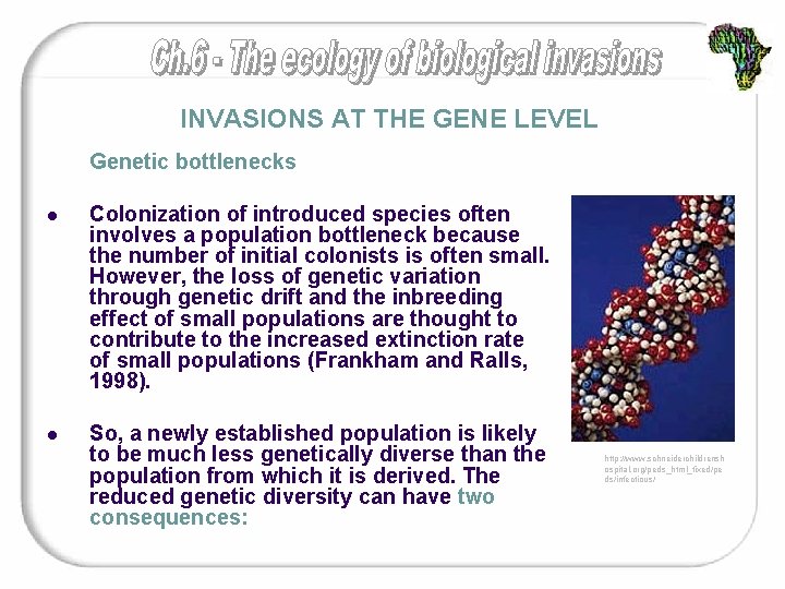 INVASIONS AT THE GENE LEVEL Genetic bottlenecks l Colonization of introduced species often involves