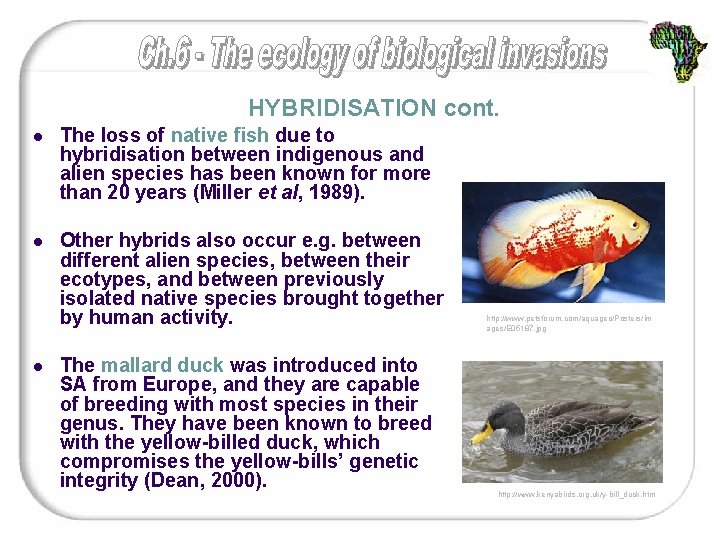 HYBRIDISATION cont. l The loss of native fish due to hybridisation between indigenous and
