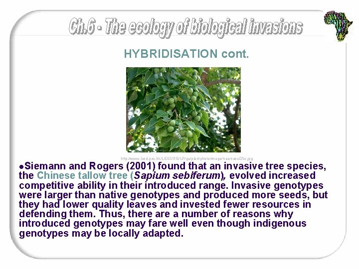 HYBRIDISATION cont. l. Siemann http: //www. lcsd. gov. hk/LEISURE/LP/gc/plantphoto/image/tree/sase 07 w. jpg and Rogers