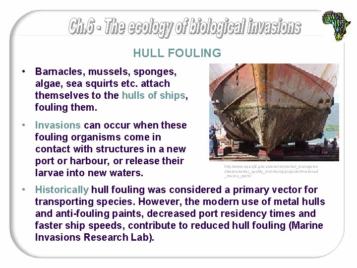 HULL FOULING • Barnacles, mussels, sponges, algae, sea squirts etc. attach themselves to the