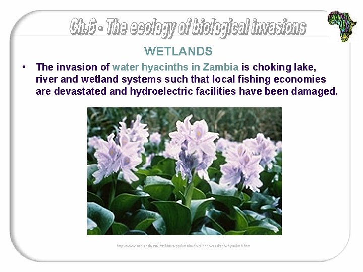 WETLANDS • The invasion of water hyacinths in Zambia is choking lake, river and