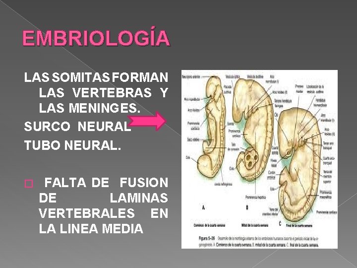 EMBRIOLOGÍA LAS SOMITAS FORMAN LAS VERTEBRAS Y LAS MENINGES. SURCO NEURAL TUBO NEURAL. � EMBRIOLOGÍA LAS SOMITAS FORMAN LAS VERTEBRAS Y LAS MENINGES. SURCO NEURAL TUBO NEURAL. �