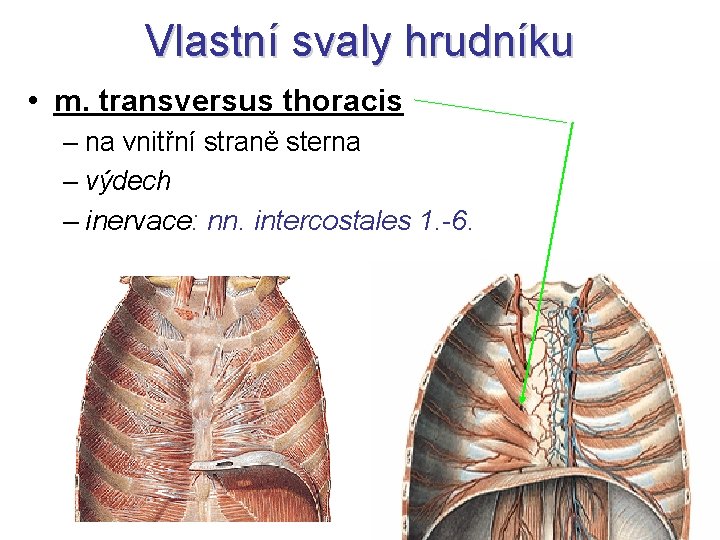 Vlastní svaly hrudníku • m. transversus thoracis – na vnitřní straně sterna – výdech