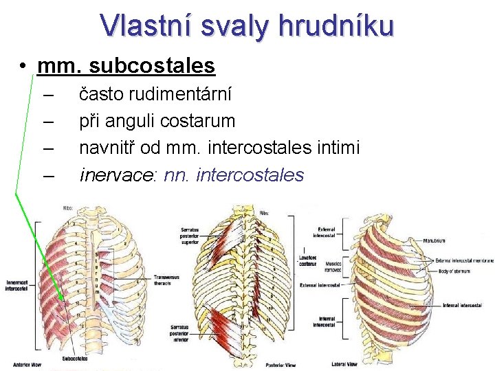 Vlastní svaly hrudníku • mm. subcostales – často rudimentární – při anguli costarum –