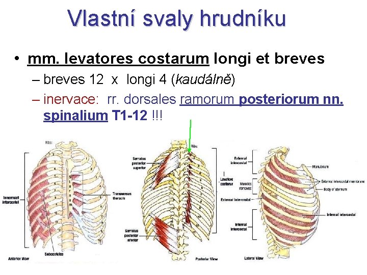 Vlastní svaly hrudníku • mm. levatores costarum longi et breves – breves 12 x