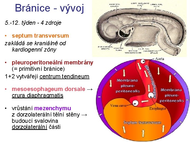 Bránice - vývoj 5. -12. týden - 4 zdroje • septum transversum zakládá se