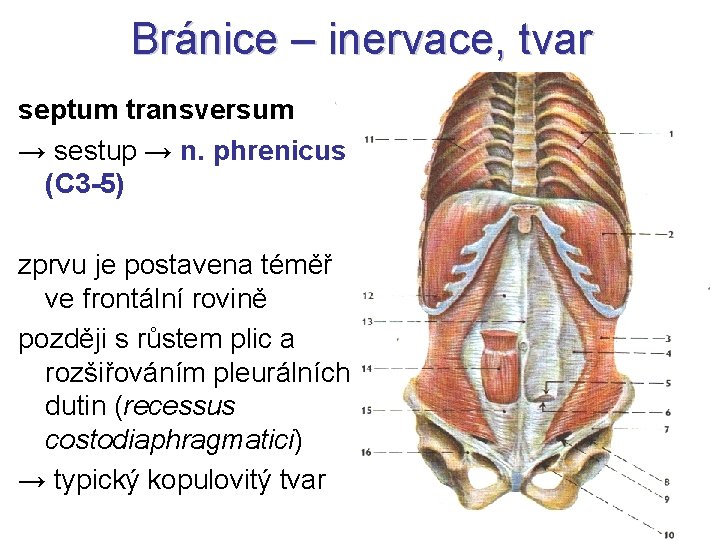 Bránice – inervace, tvar septum transversum → sestup → n. phrenicus (C 3 -5)