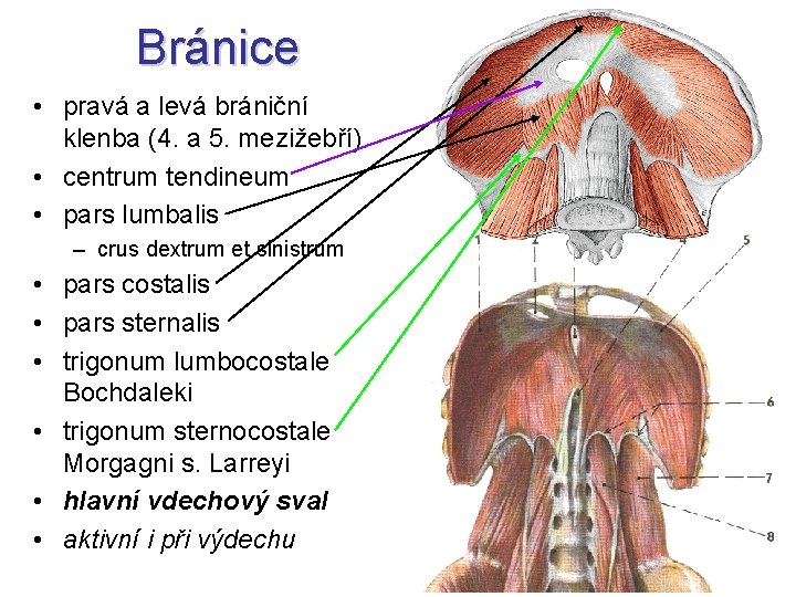 Bránice • pravá a levá brániční klenba (4. a 5. mezižebří) • centrum tendineum