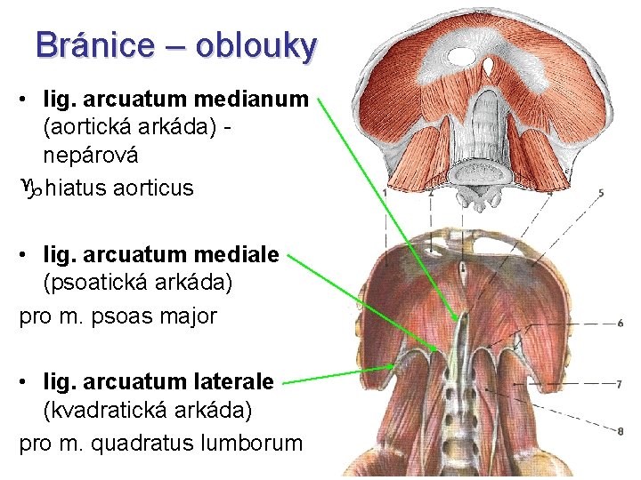 Bránice – oblouky • lig. arcuatum medianum (aortická arkáda) - nepárová hiatus aorticus •