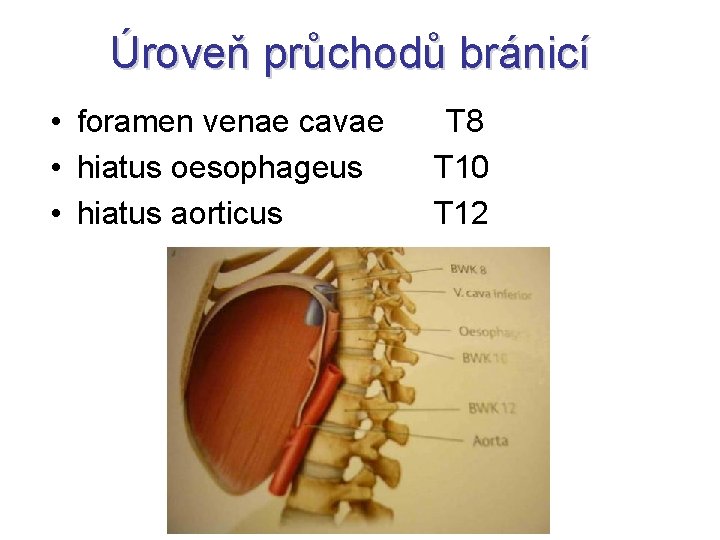 Úroveň průchodů bránicí • foramen venae cavae T 8 • hiatus oesophageus T 10