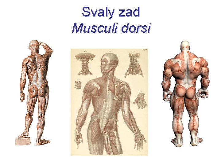 Svaly zad Musculi dorsi 