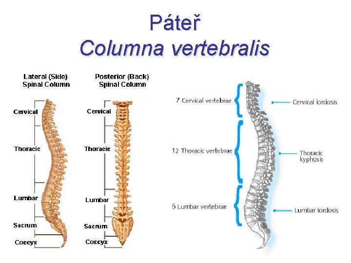 Páteř Columna vertebralis 